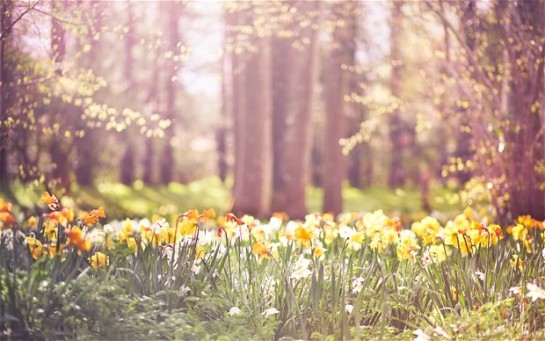 spring-daffodils_2845661b.jpg